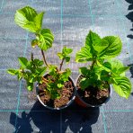 Hortenzia kalinolistá (Hydrangea macrophylla) ´RED BARON´ - výška 10-20 cm, kont. C1,5L